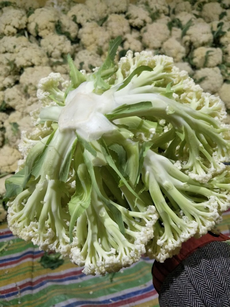 徐州有机花菜大量上市了。有需要的请联系我