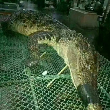 鳄鱼