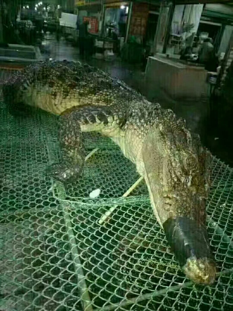 鳄鱼