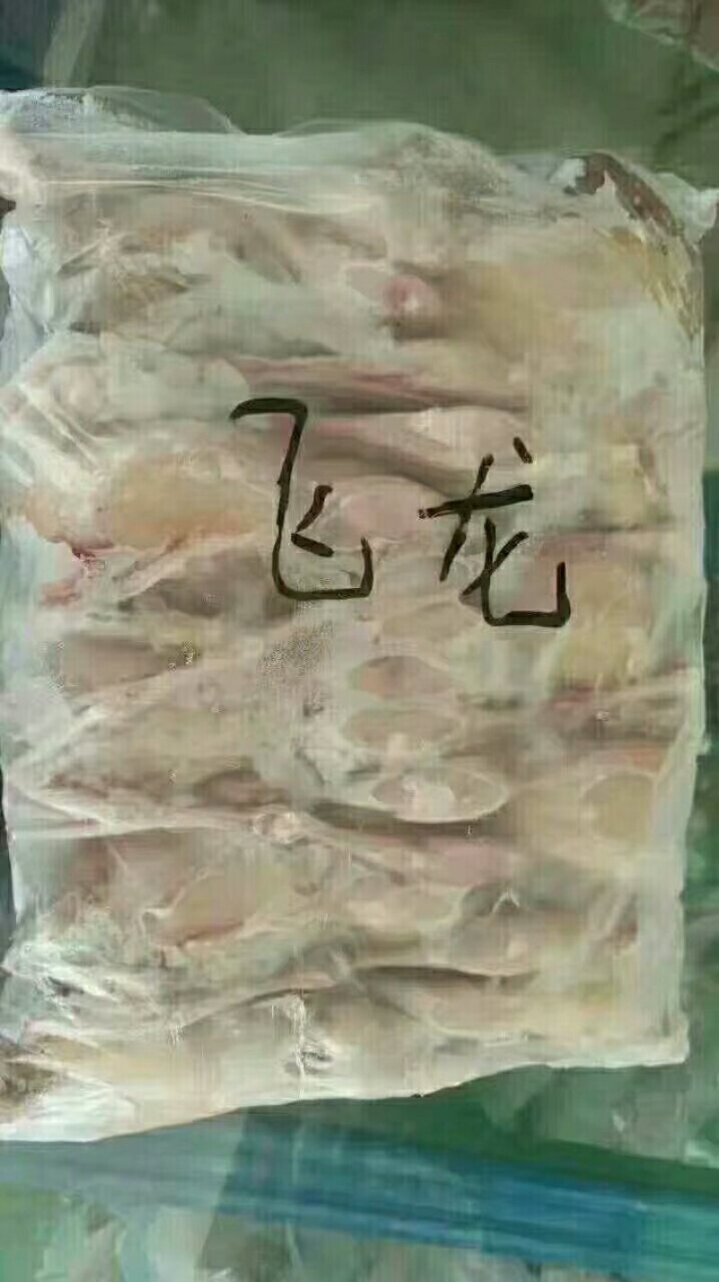 鳄鱼