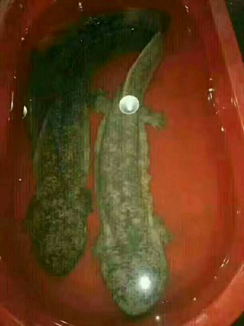 鳄鱼