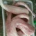 鳄鱼