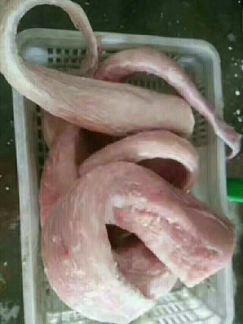 鳄鱼
