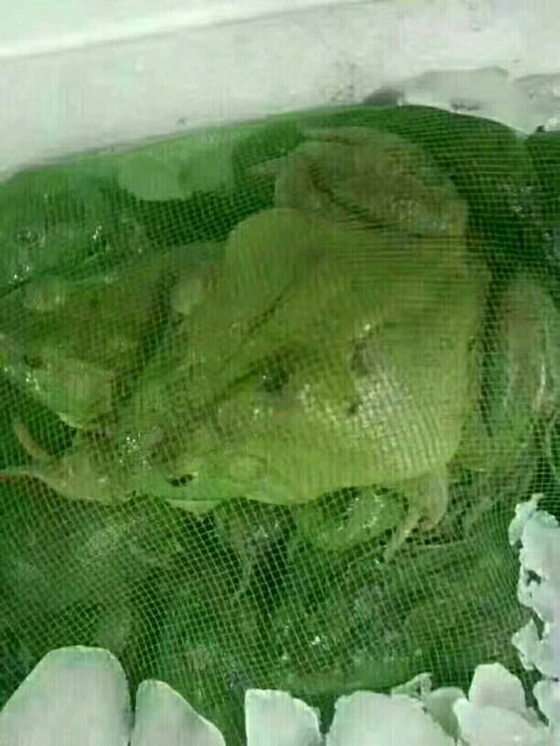 鳄鱼