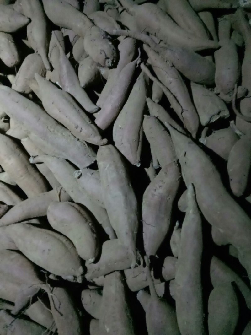 秦薯