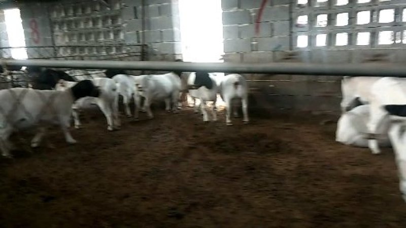 杜泊羊黑头杜泊种母羊自繁自养保证成活免费送货上门