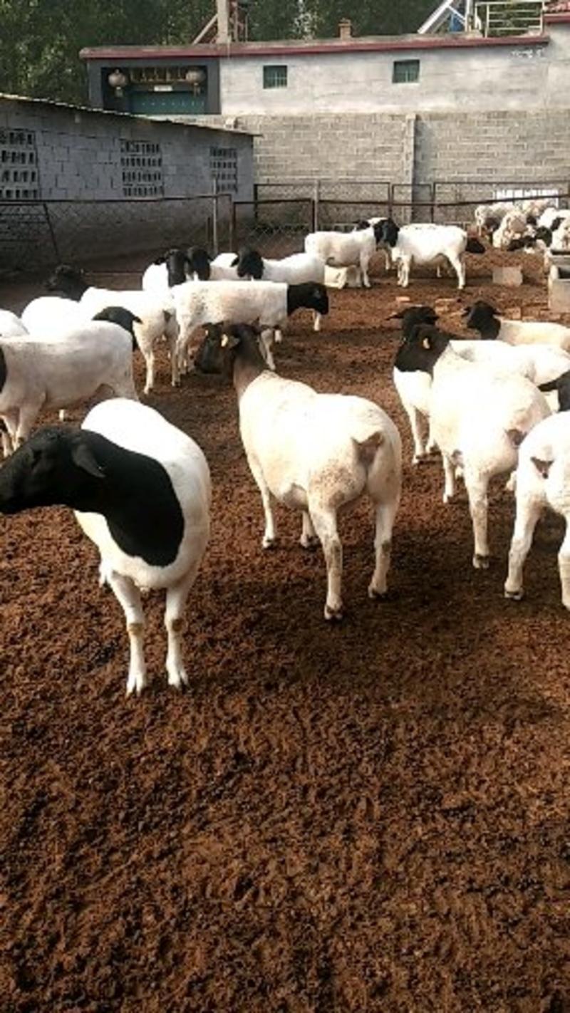杜泊羊黑头杜泊种母羊自繁自养保证成活免费送货上门