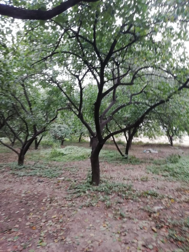 老杏树