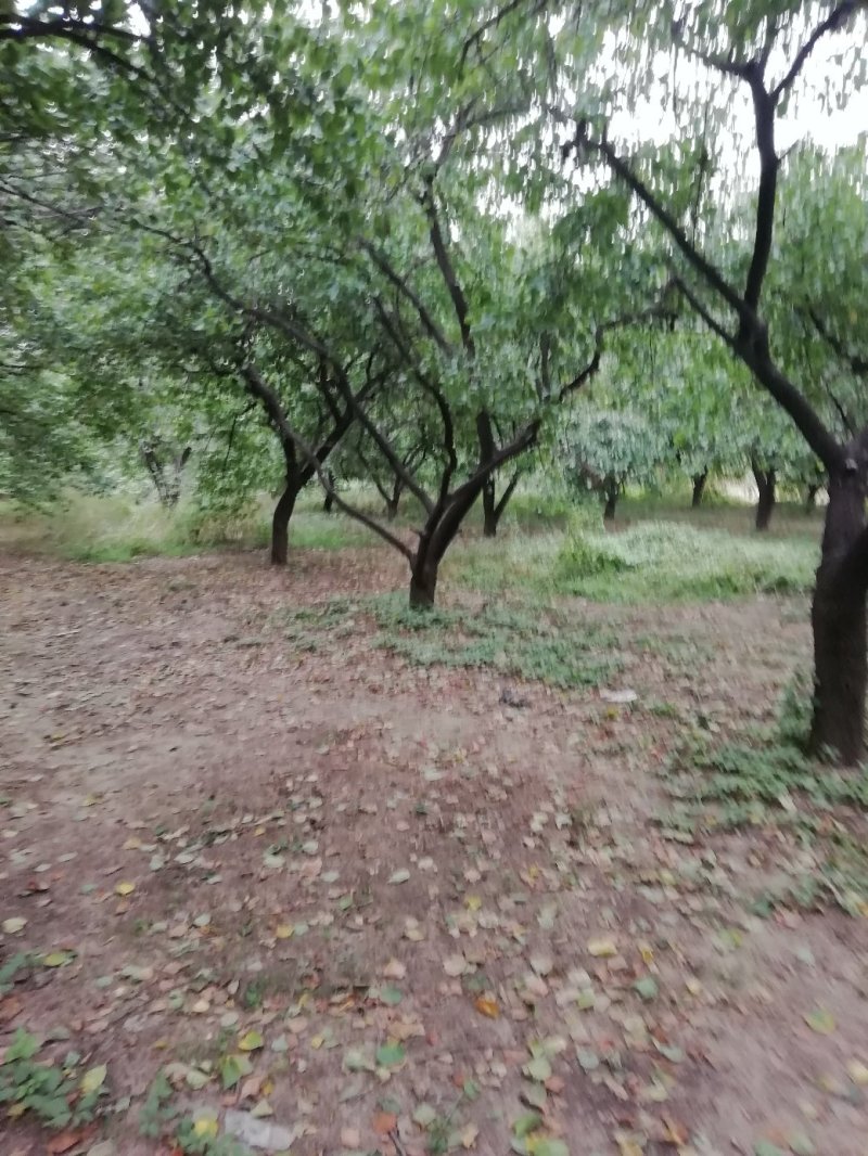 老杏树