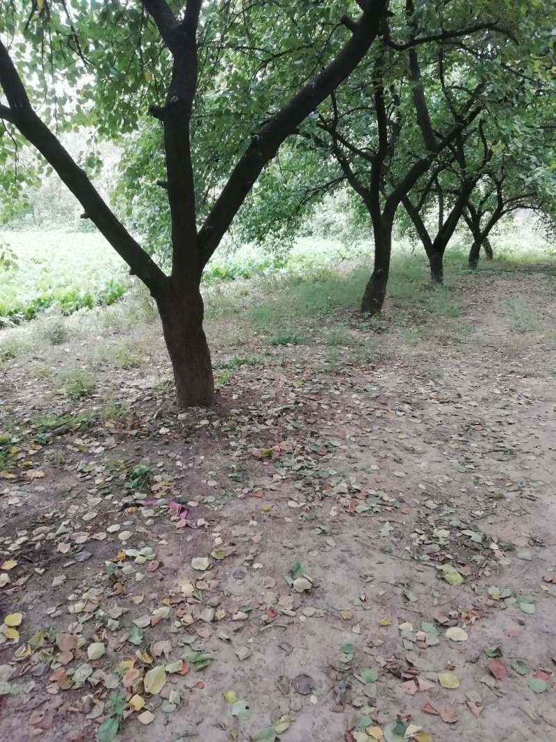 老杏树