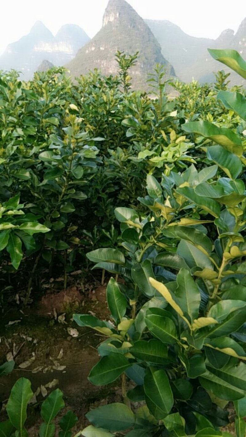 三红蜜柚苗柚子苗三红蜜柚嫁接苗现挖现发保湿发货