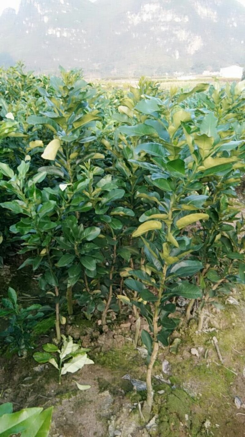 三红蜜柚苗柚子苗三红蜜柚嫁接苗现挖现发保湿发货