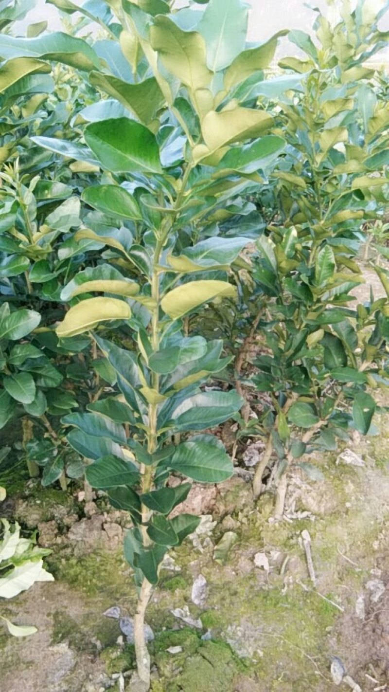 三红蜜柚苗柚子苗三红蜜柚嫁接苗现挖现发保湿发货