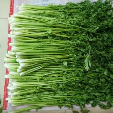 章丘鲍芹，酒店商超专供，大型章丘鲍芹专业合作社！