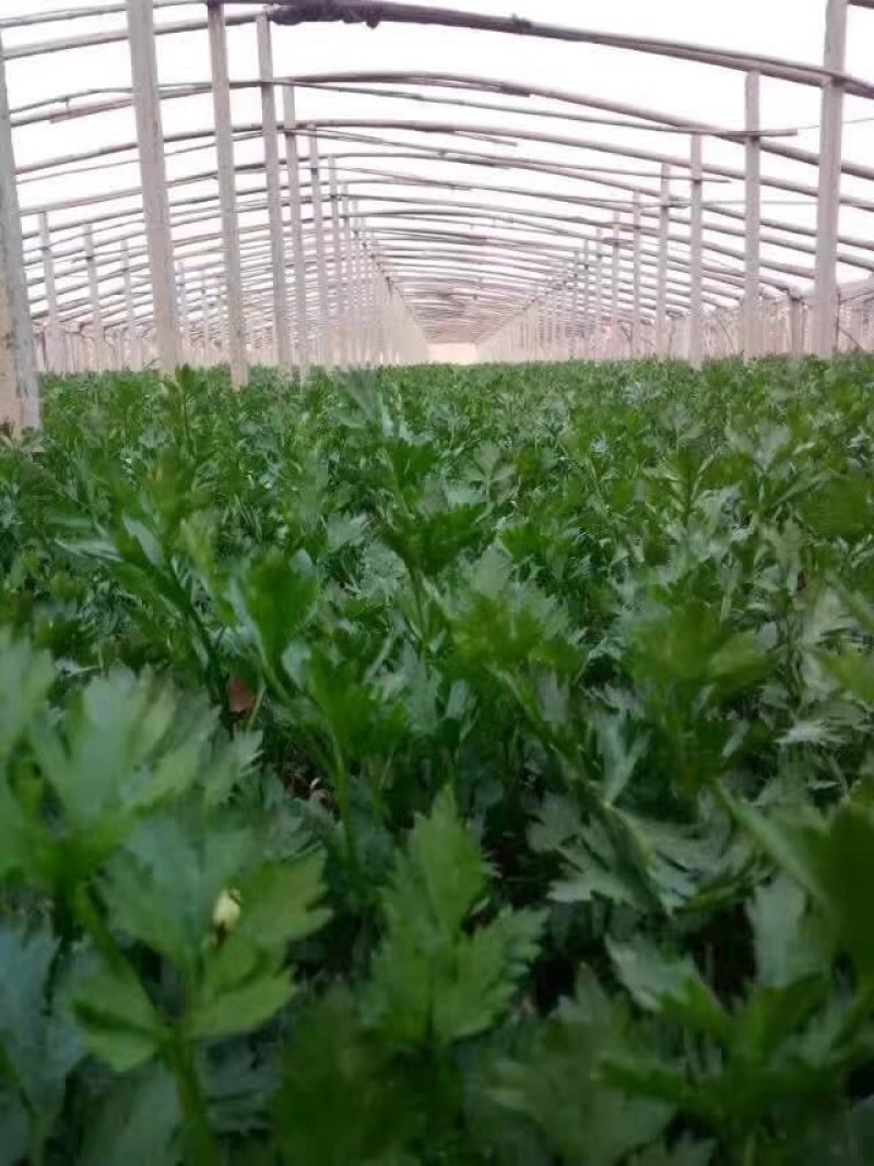 章丘鲍芹，酒店商超专供，大型章丘鲍芹专业合作社！