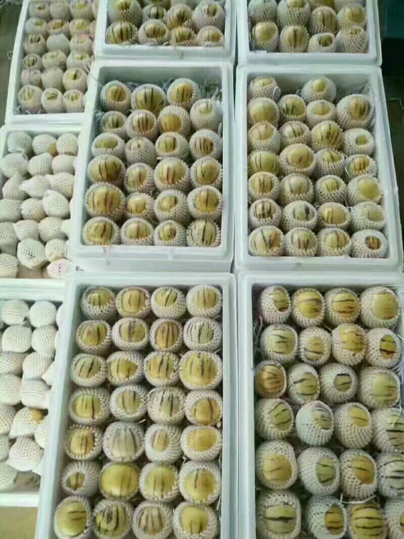 云南人参果石林人参果供应，基地直供，量大从优，欢迎选购
