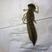 西北特大号水蜻蜓幼虫活体速冻新鲜供应不带冰