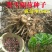 阳荷根阳和根洋河姜根洋火姜根块优良品种