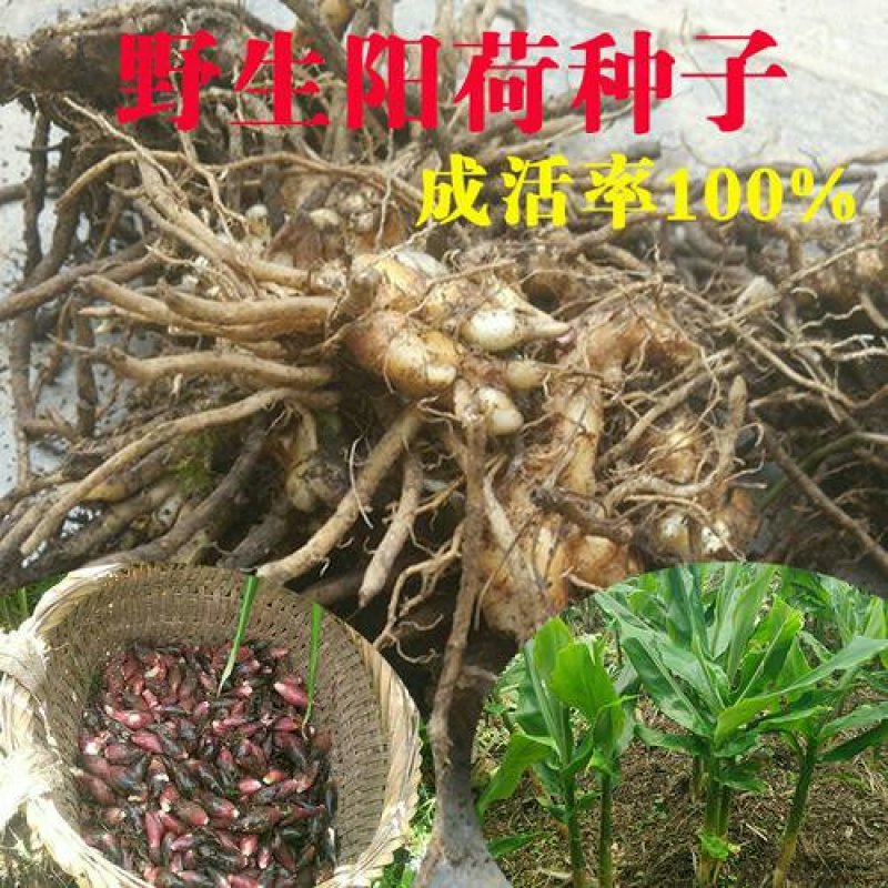 阳荷根阳和根洋河姜根洋火姜根块优良品种