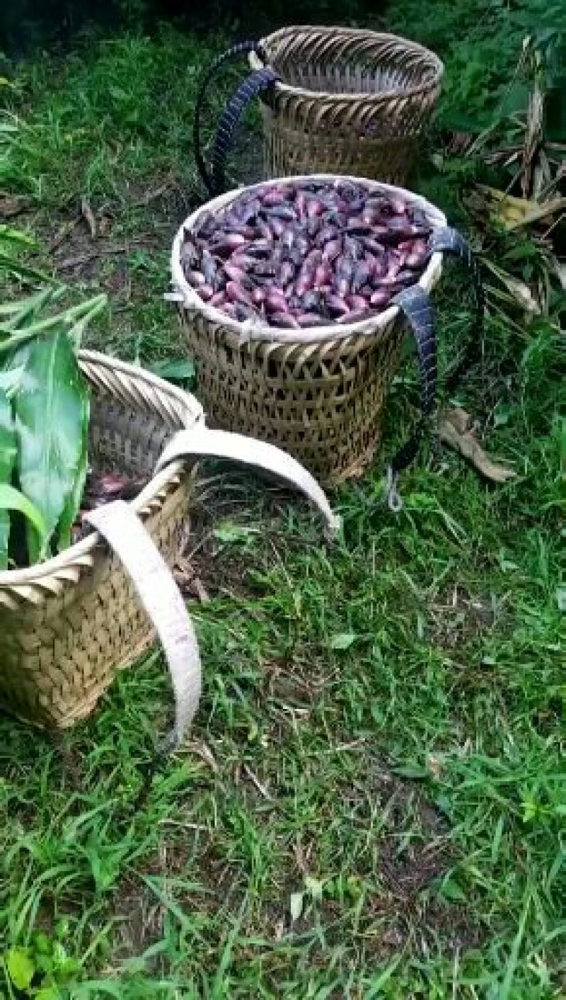 阳荷根阳和根洋河姜根洋火姜根块优良品种