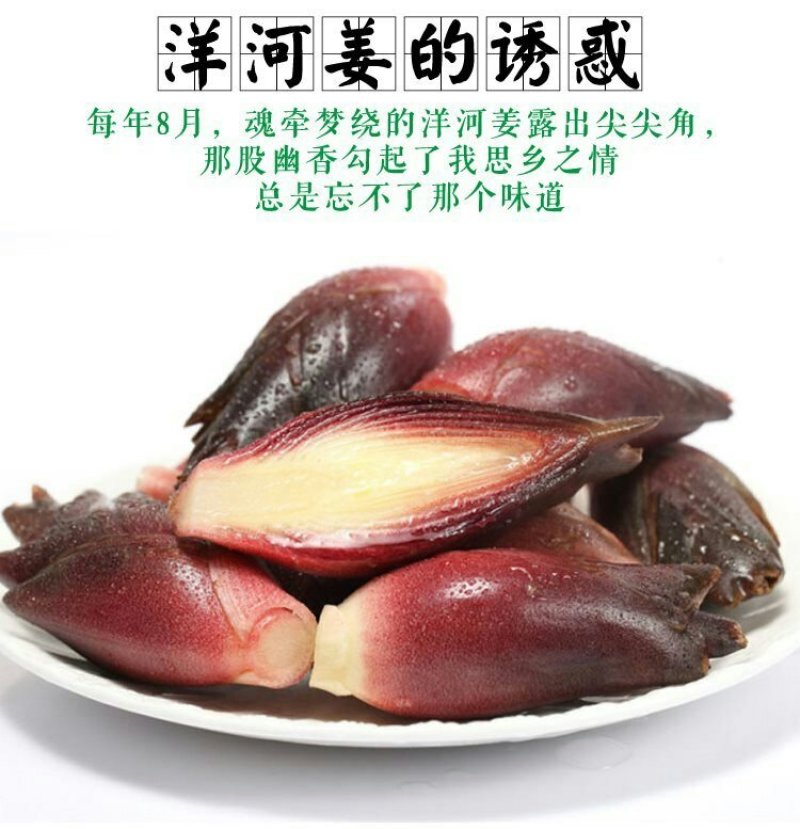 阳荷根阳和根洋河姜根洋火姜根块优良品种