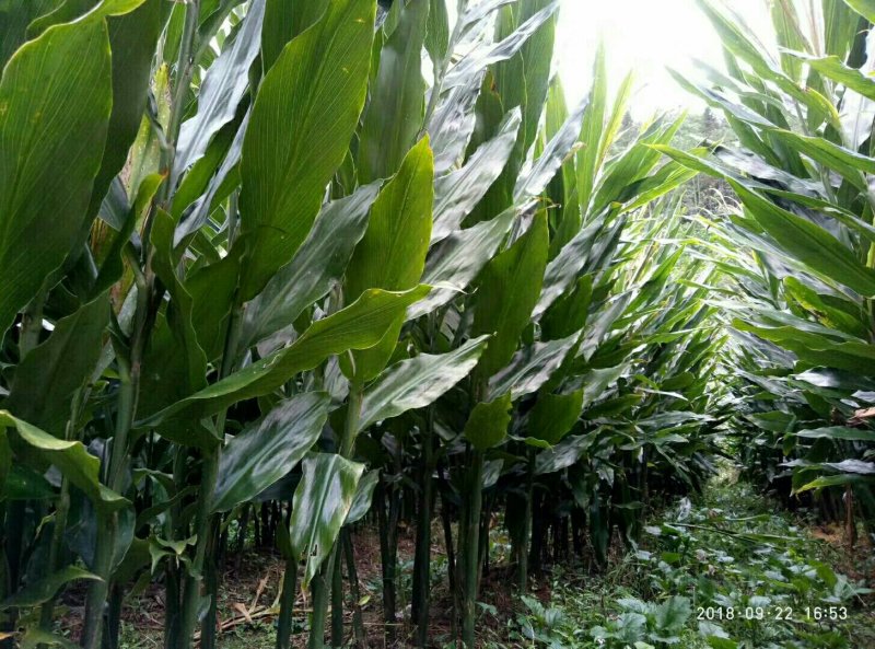 阳荷根阳和根洋河姜根洋火姜根块优良品种