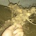 阳荷根阳和根洋河姜根洋火姜根块优良品种