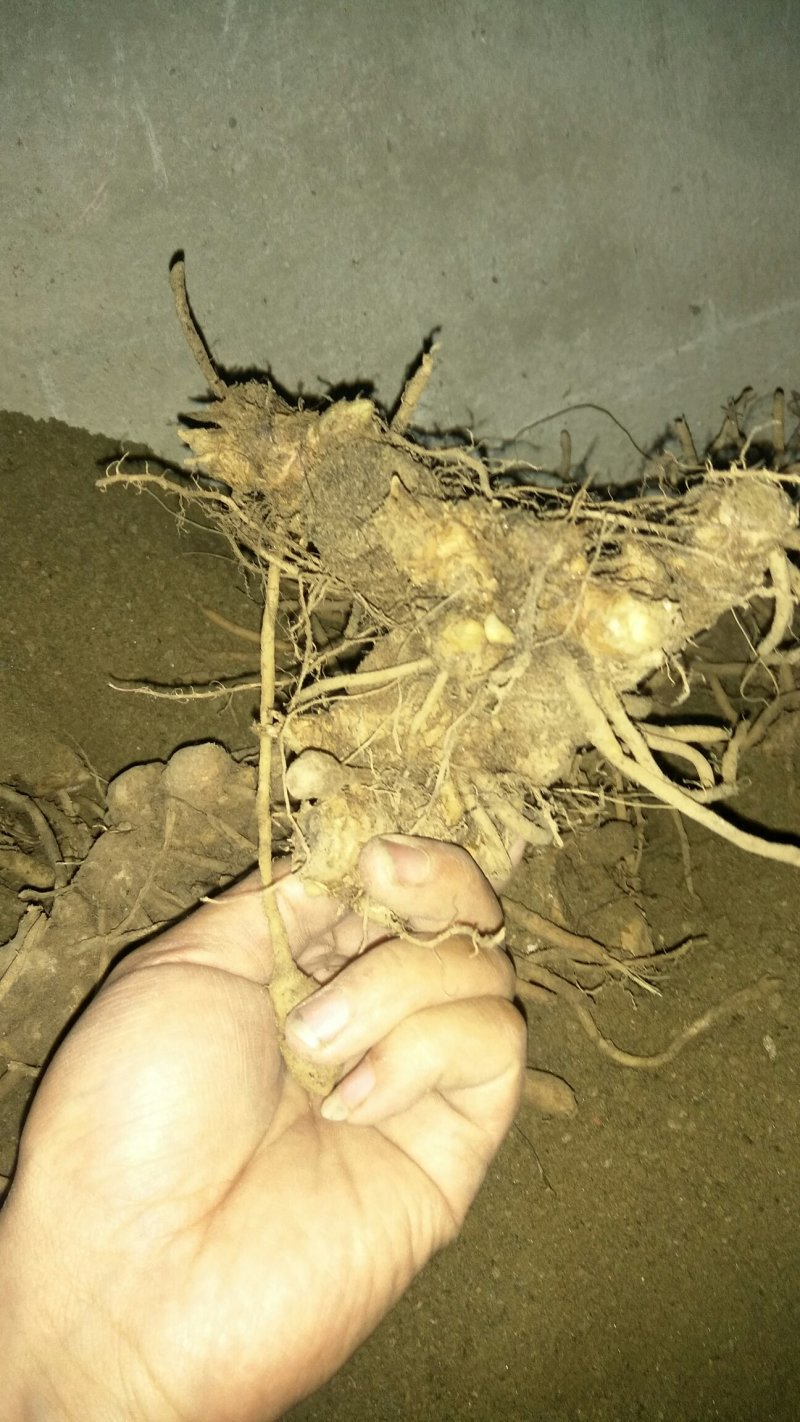 阳荷根阳和根洋河姜根洋火姜根块优良品种
