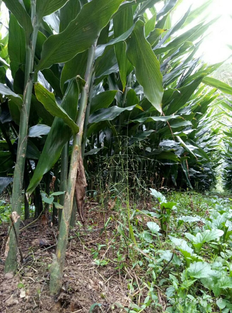阳荷根阳和根洋河姜根洋火姜根块优良品种
