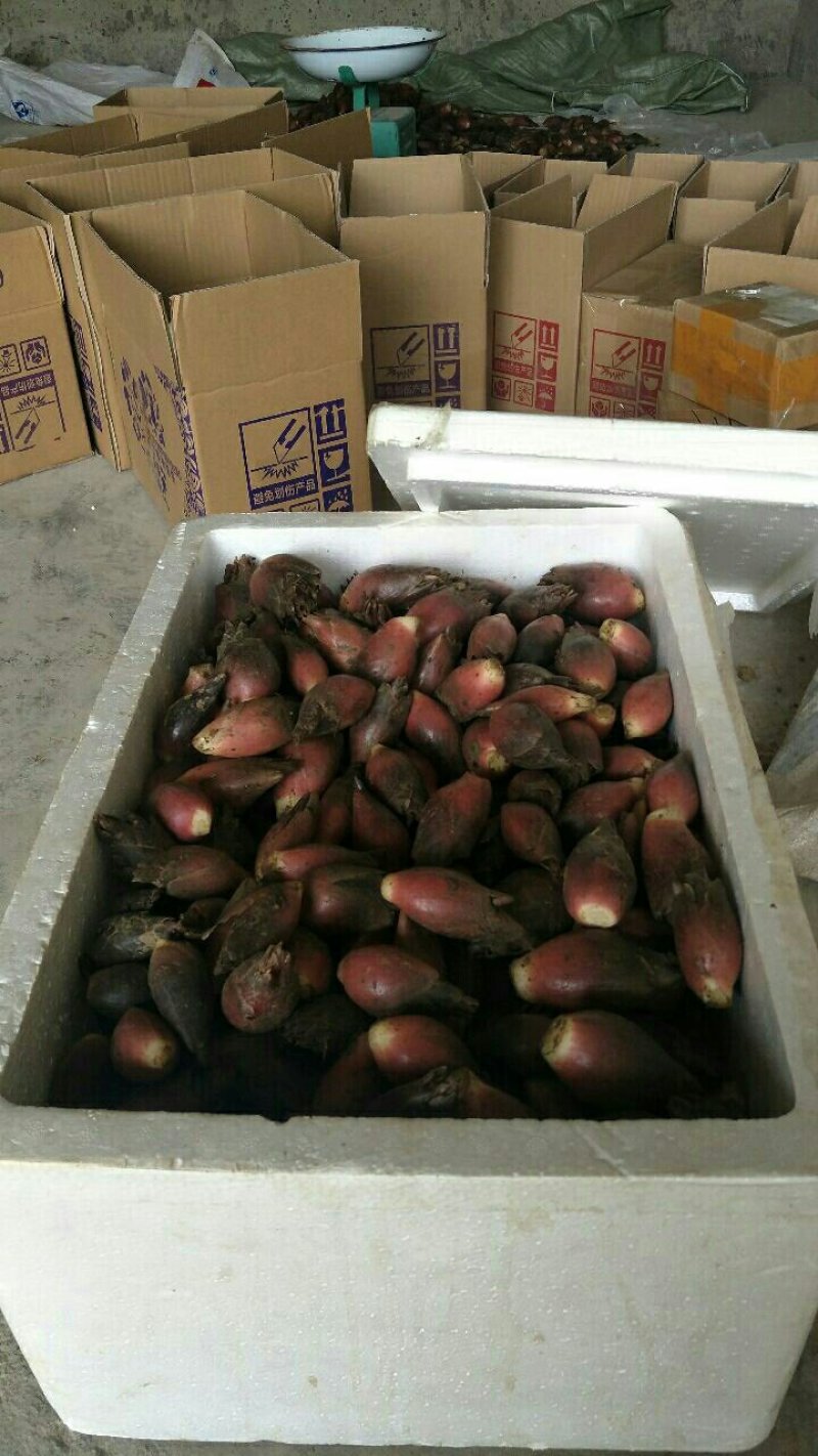 阳荷根阳和根洋河姜根洋火姜根块优良品种