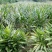 阳荷根阳和根洋河姜根洋火姜根块优良品种