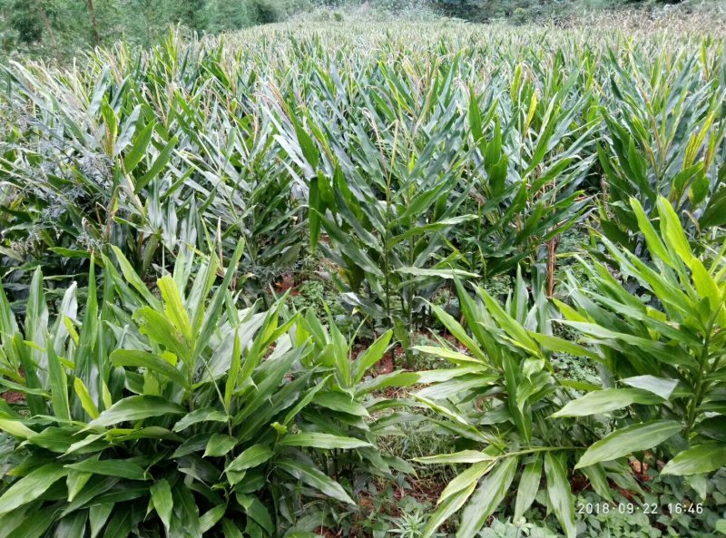 阳荷根阳和根洋河姜根洋火姜根块优良品种