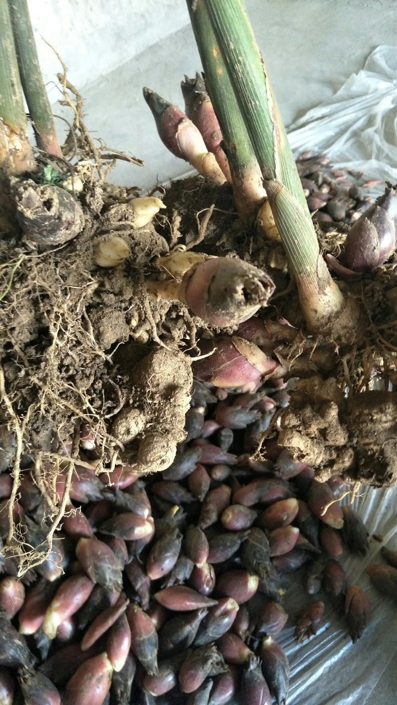 阳荷根阳和根洋河姜根洋火姜根块优良品种