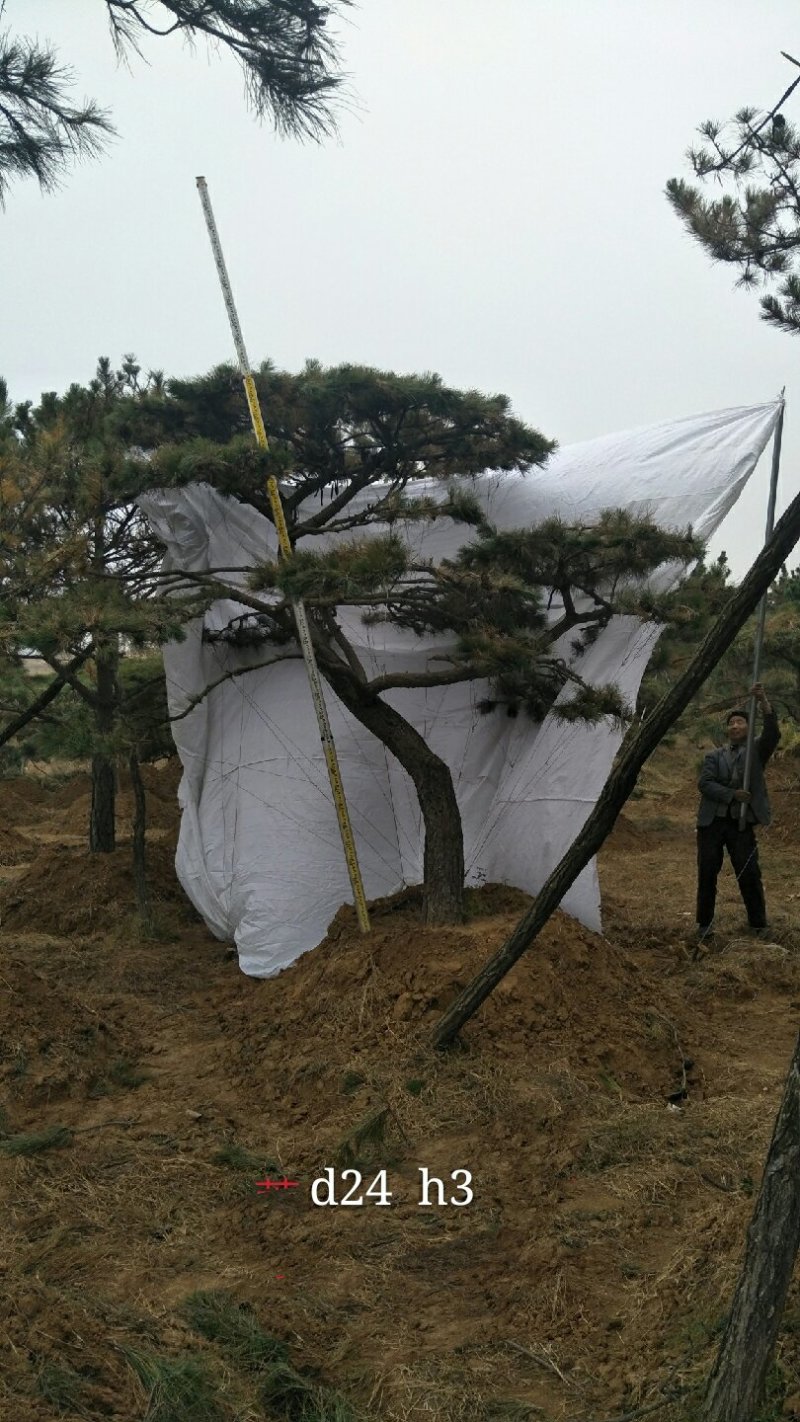 造型松，景观松