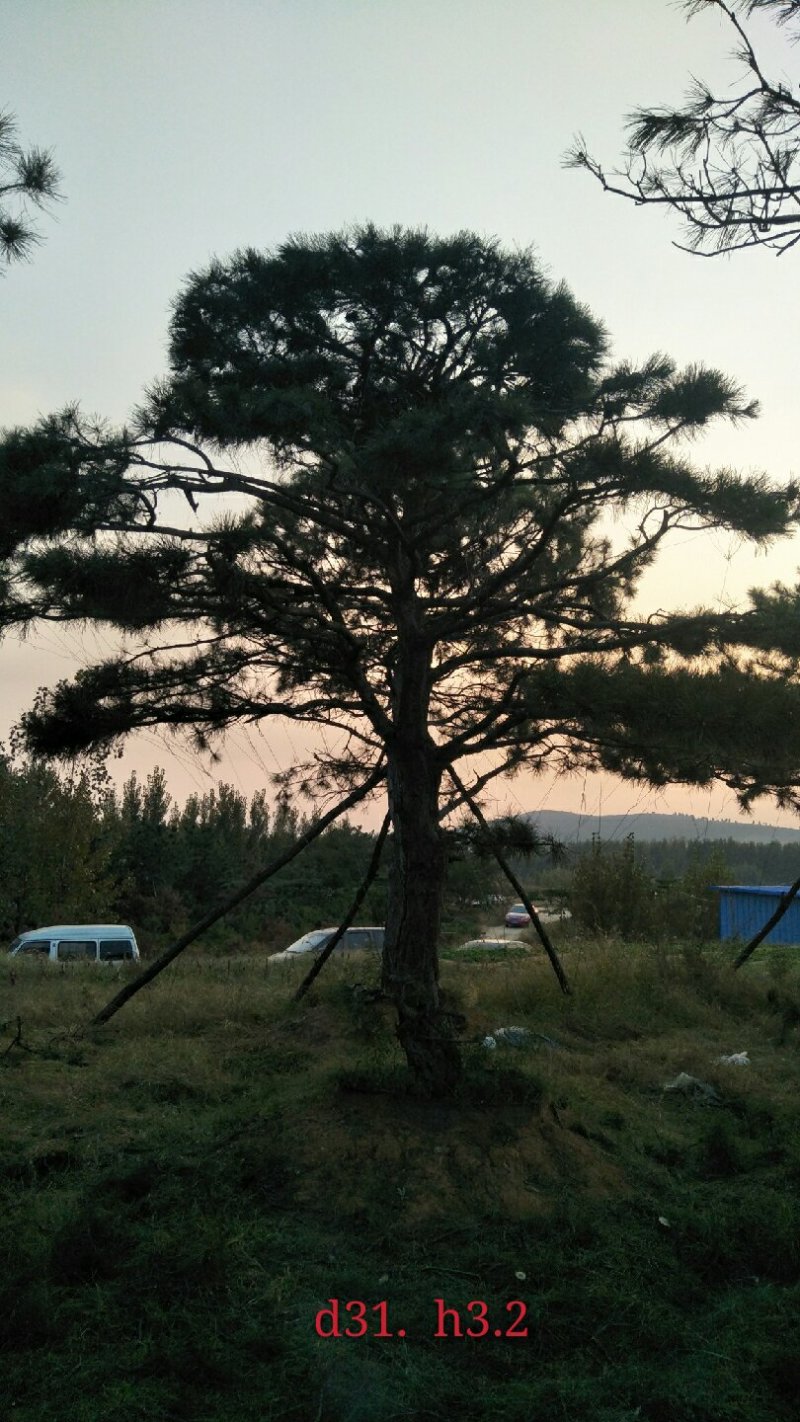 造型松，景观松