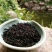 野生蒲公英茶(手工炒制)(我们生产,招代理)