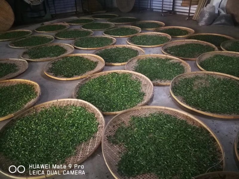 野生蒲公英茶（手工炒制）（我们生产，招代理）