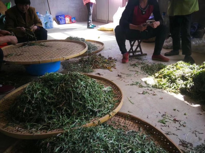 野生蒲公英茶（手工炒制）（我们生产，招代理）