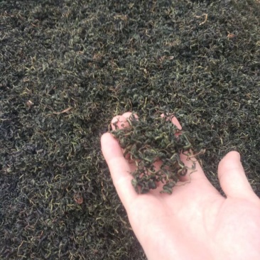 野生蒲公英茶(手工炒制)(我们生产,招代理)