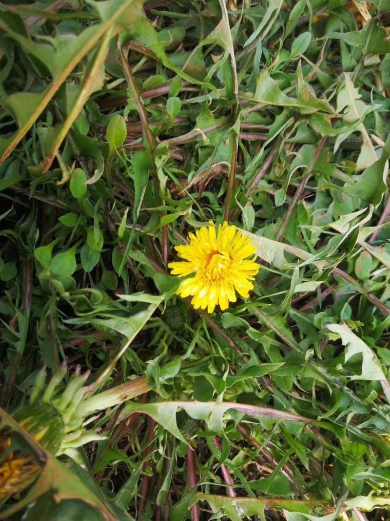 野生蒲公英茶（手工炒制）（我们生产，招代理）