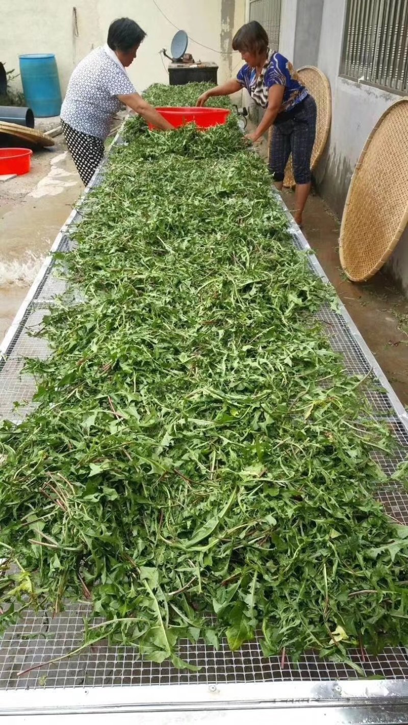 野生蒲公英茶（手工炒制）（我们生产，招代理）