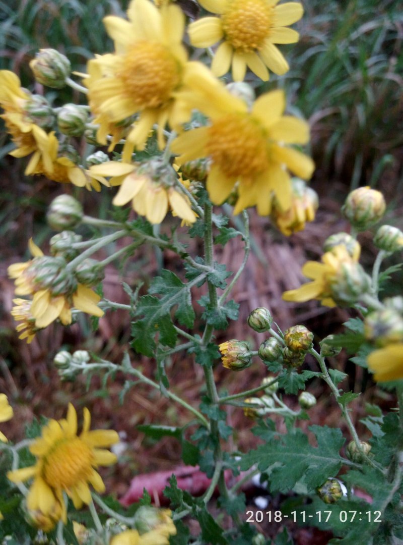 中药材，野菊花。