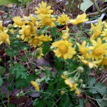 中药材，野菊花。
