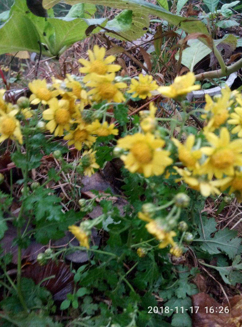 中药材，野菊花。