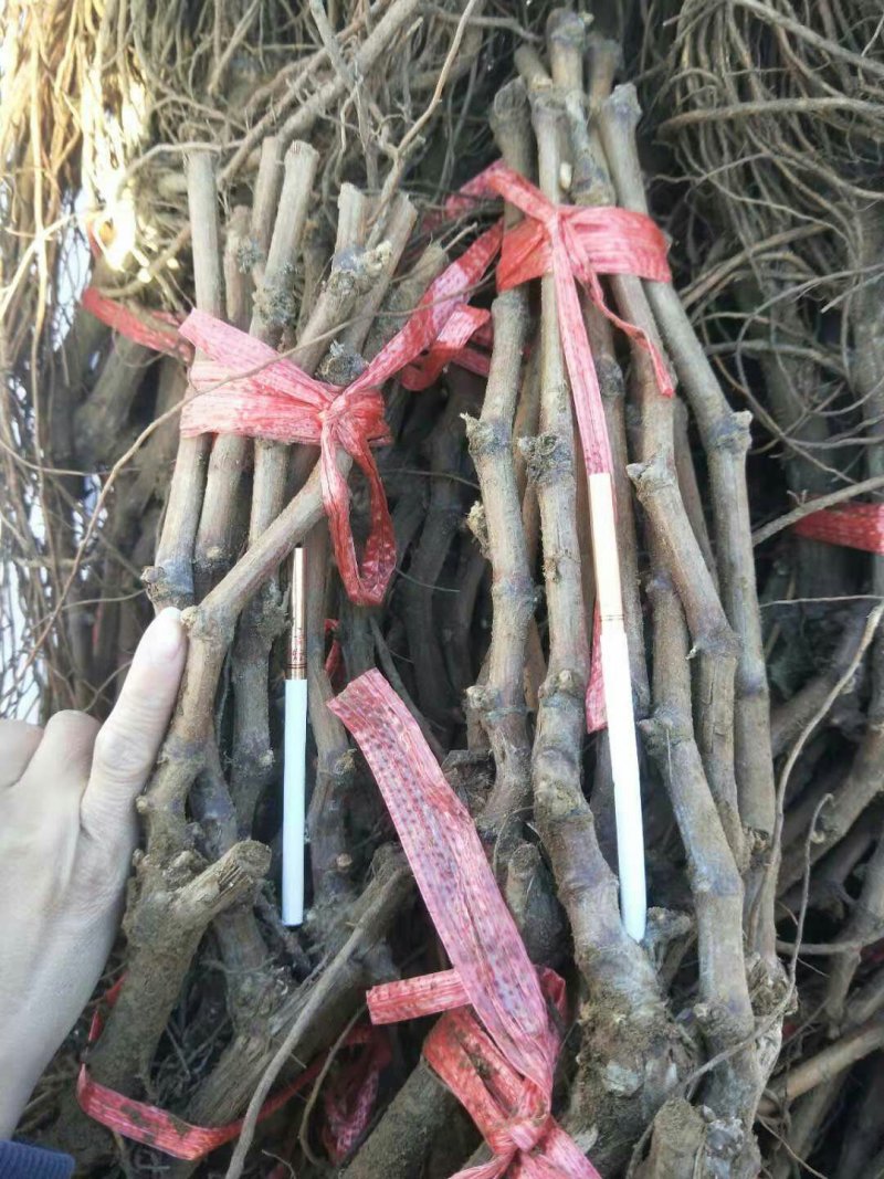 阳光玫瑰葡萄苗，保证质量纯度，假一赔十，