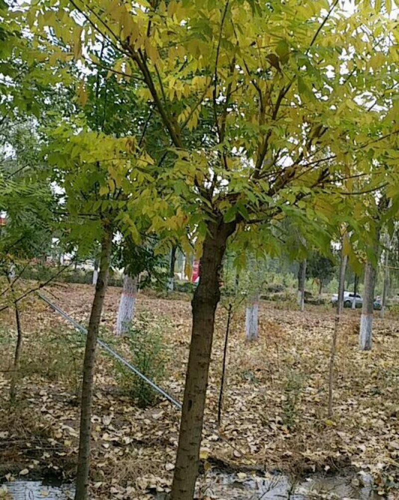 绿化苗木