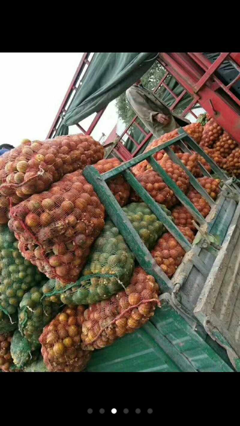 枸橘果