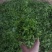 野生酸枣芽手工茶