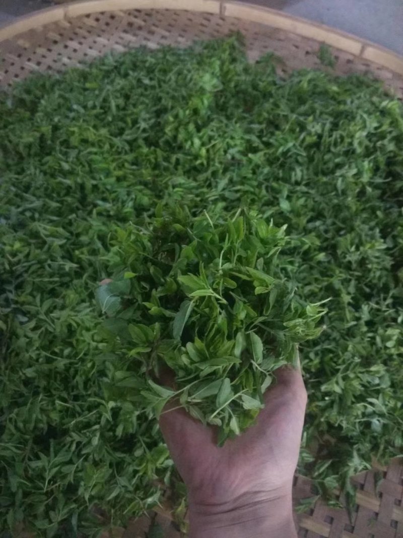 野生酸枣芽手工茶