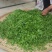 野生酸枣芽手工茶